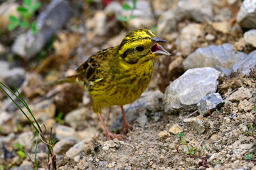 Yellowhammer // Goldammer (Emberiza citrinella) 