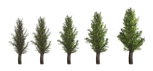 3D Tree Models with Transparent Background