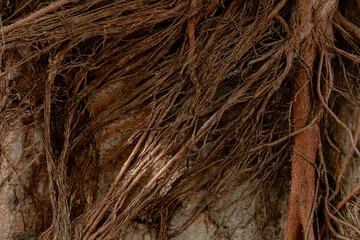 Intricate network of brown Banyan tree roots spreading over a rough wall surface, creating a complex organic texture and natural pattern.