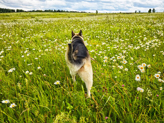 German Shepherd explores a vibrant wildflower meadow under a bright sky in springtime