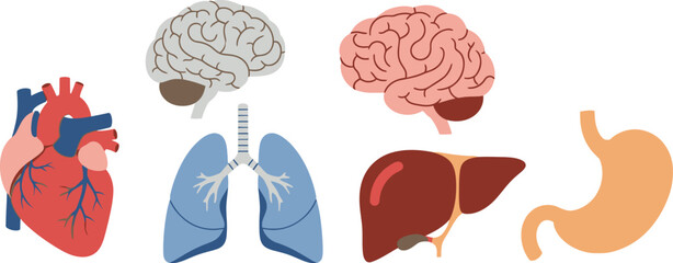 Anatomy Essentials Vector Illustrations of Human Organs for Educational and Medical Resources