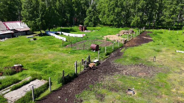 Top down drone descent to a fence and enclosure where several people feed marals among agricultural buildings. East Kazakhstan