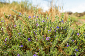 Fleurs sauvages bleues couvertes de rosée au petit matin 