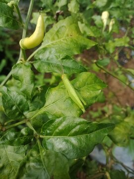 green pepper on the vine