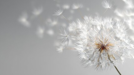 Obraz premium Delicate Dandelion Seeds Floating on a Bright, Subtle Grey Background