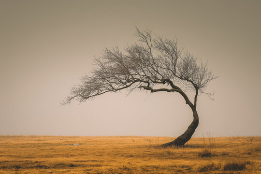 A lone, leafless tree dramatically curves over a golden field. Stark silhouette against a muted sky. A sense of quiet strength and enduring nature. Graphic resource - Powered by Adobe