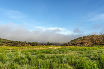 Champ de Tanaisie en Namibie au lever du soleil en Namibie