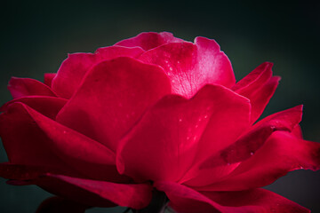 red roses in the wild, shrub with red rose flowers, blooming delicate romantic flowers. close-up, empty extension, aesthetics, postcard. Copy space