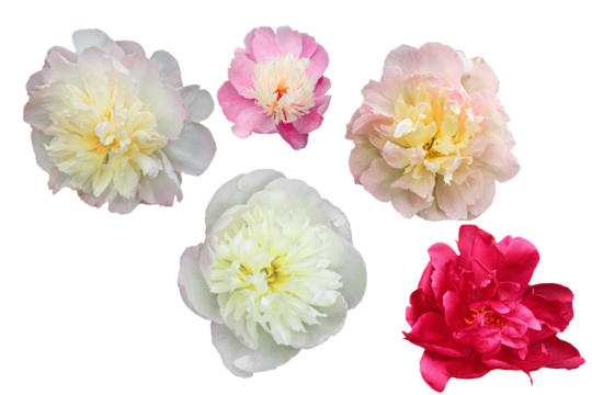 A set of white, pink, red peonies. different varieties and sizes of flowers