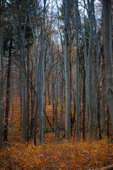 autumn in the foggy forest