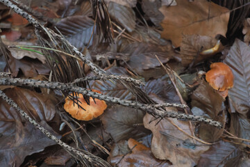 Small orange mushrooms on the forest floor.