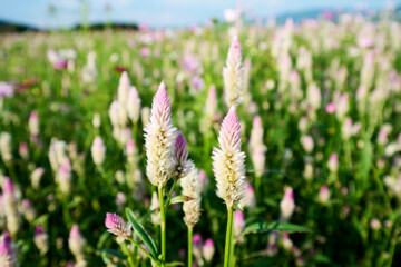 奈良県のお花畑
