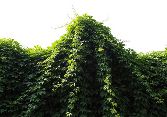 Lush green virginia creeper vine covering a wall with dense foliage and tendrils reaching upwards against a bright sky isolated on transparent background