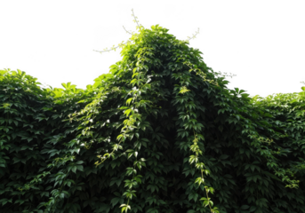 Lush green virginia creeper vine covering a wall with dense foliage and tendrils reaching upwards against a bright sky isolated on transparent background