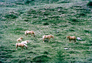 Horses along the road to Pennes Pass, Bolzano province, Italy, at summer