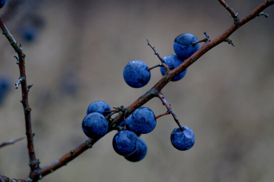 blue berries on a branch
