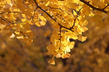 Yellow ginkgo leaves