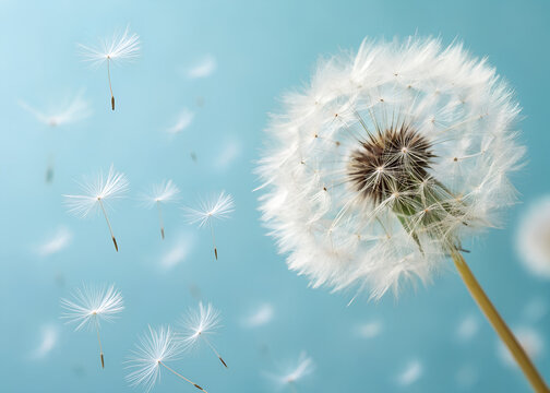 Close up of fluffy dandelion seed heads floating against a soft blue background