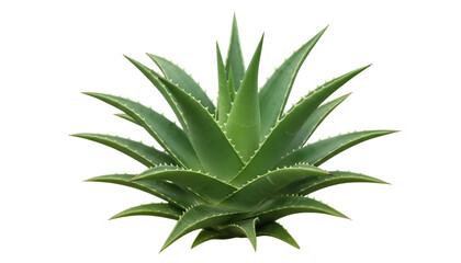 Full Aloe Vera Succulent Plant Isolated on White | Medicinal Houseplant