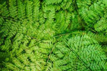 Understory vegetation in the Białowieża Forest, Poland	
