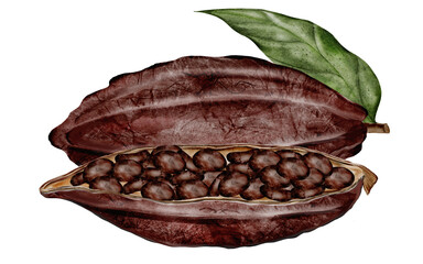 Cocoa beans and pods with leaves. Superfood clip art. Hand-drawn watercolor illustration on a white background. For chocolate and cocoa product designs.