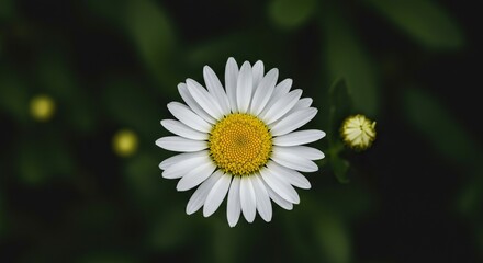 Fototapeta premium Fresh white daisy petals surround a sunny yellow core, blooming vibrantly in a natural setting, evoking the essence of springtime ,petals ,wild ,organic