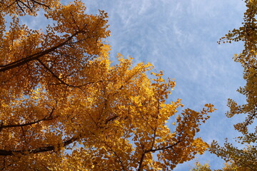 Evening blue sky and ginkgo trees