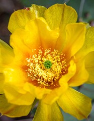 Close-up of a vibrant yellow desert bloom with intricate details