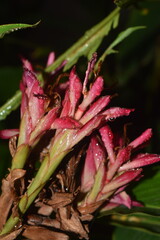 Beautiful Pink Flowers dripping in dew Macro
