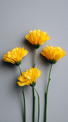 bouquet of yellow chrysanthemum