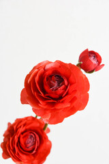 赤いラナンキュラス