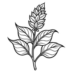 black and white amaranthus flower vecor illustration