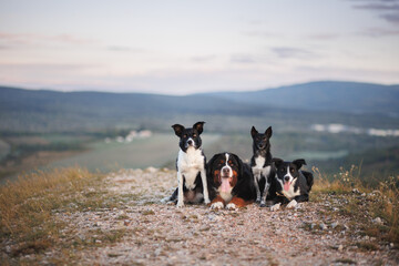 a group of four dogs lying next to each other on a hill top