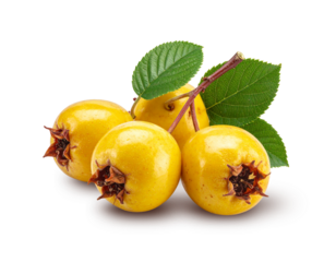 Ripe medlar fruits with green leaves on branch