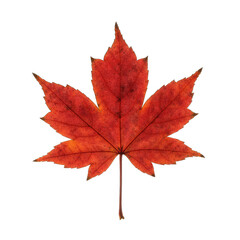 Obraz premium A Vibrant Red Maple Leaf With Sparkling Texture Isolated On A Transparent Black Background Detailed Macro Photography