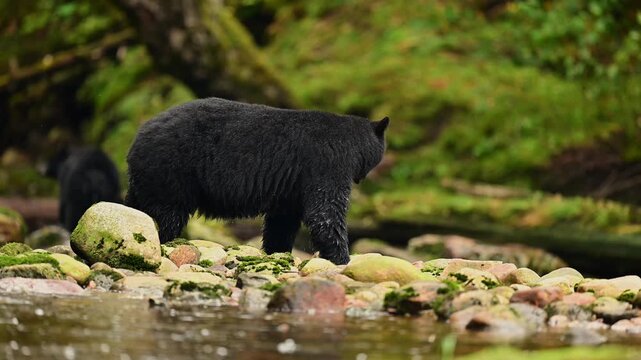 Black Bear Foraging in Rockies Stream Wildlife, British Columbia