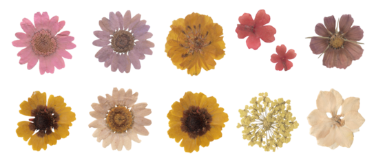 Collection of dried pressed flowers scrapbook isolated on white background