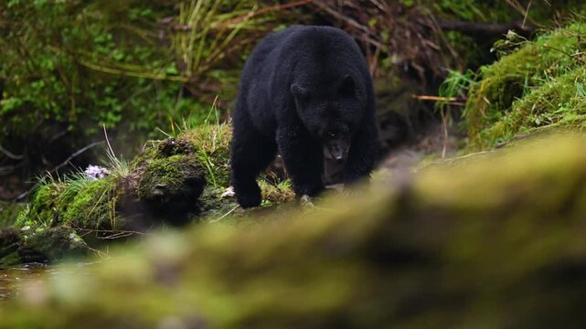 Black Bear Foraging in Rockies Stream Wildlife, British Columbia