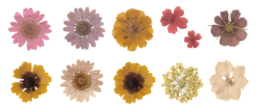 Collection of dried pressed flowers scrapbook isolated on white background