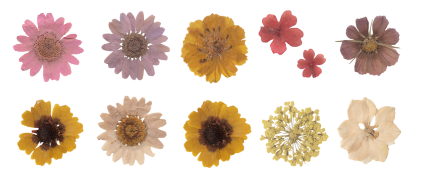 Collection of dried pressed flowers scrapbook isolated on white background