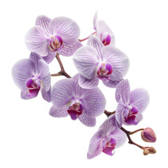 Vibrant orchid blossoms in stunning colors