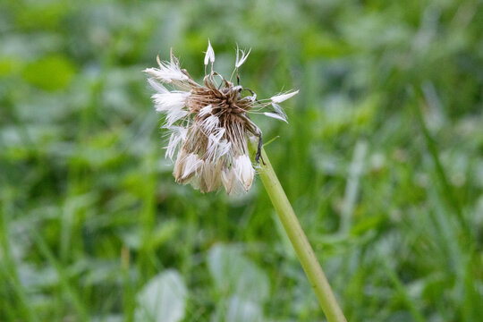 Wet and withered dandelion seed head with green grass background