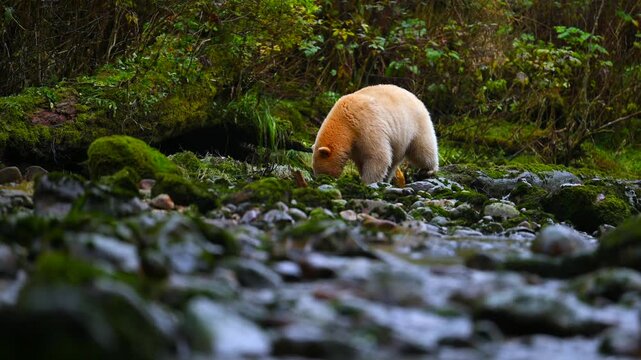 Spirit Bear Fishing in Rocky Mountain River