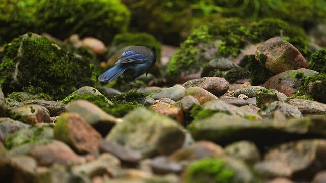 Steller&rsquo;s Jay Eating Fish in British Columbia Forest Stream