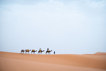 A small caravan of camels led by a guide walks across the soft orange dunes of Merzouga under a pale sky, evoking the calm and vastness of the Sahara.