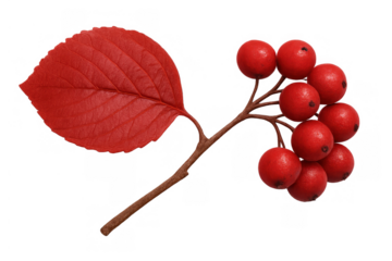 Autumnal red leaf and berry sprig cutout, showcasing vibrant fall foliage and natural element