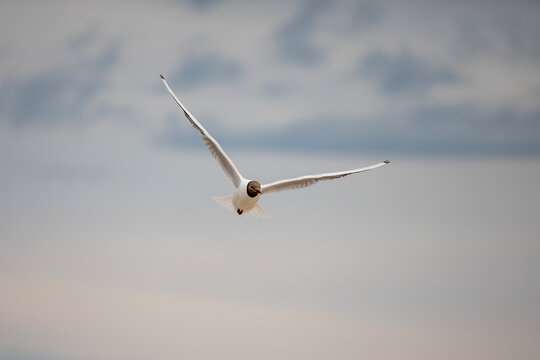 A seagull flying in a blue sky, close-up photo