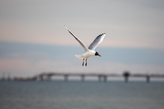 A seagull flying in a blue sky, close-up photo