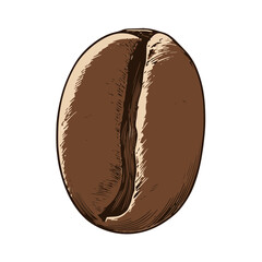 Coffee Bean — illustrative vector (vector-ready)