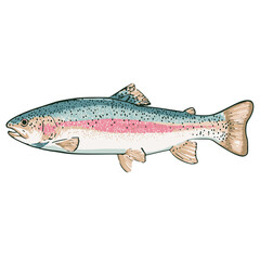 Rainbow Trout — illustrative vector (vector-ready)